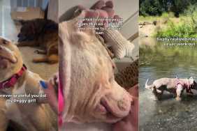 Human’s Chance Meeting With Shelter Dog Leads to Beautiful Foster Fail Story