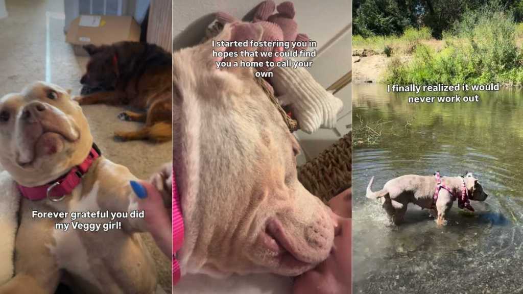Human’s Chance Meeting With Shelter Dog Leads to Beautiful Foster Fail Story