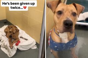 Shelter Dog Already Surrendered Twice Waits for His Permanent Family
