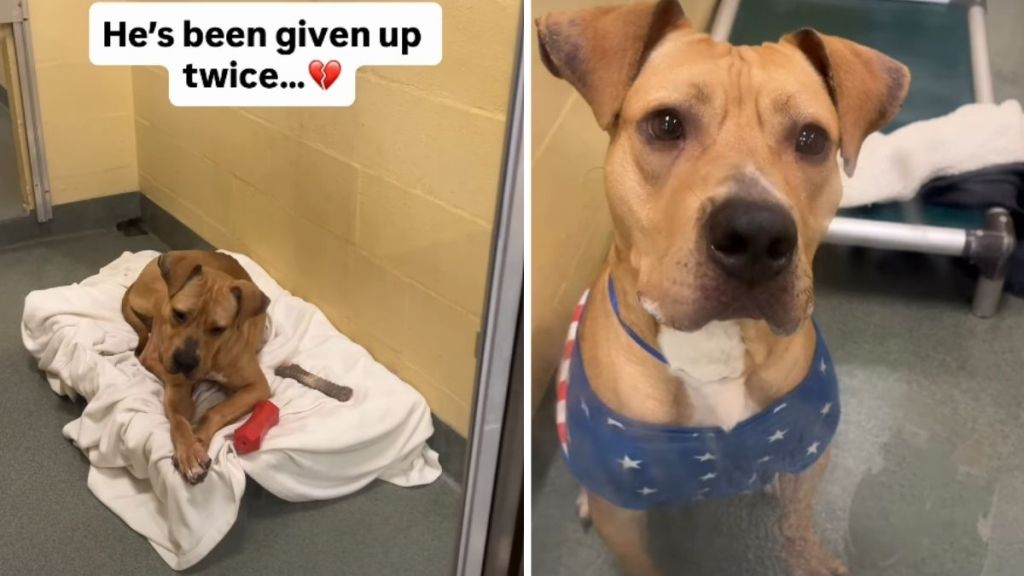 Shelter Dog Already Surrendered Twice Waits for His Permanent Family