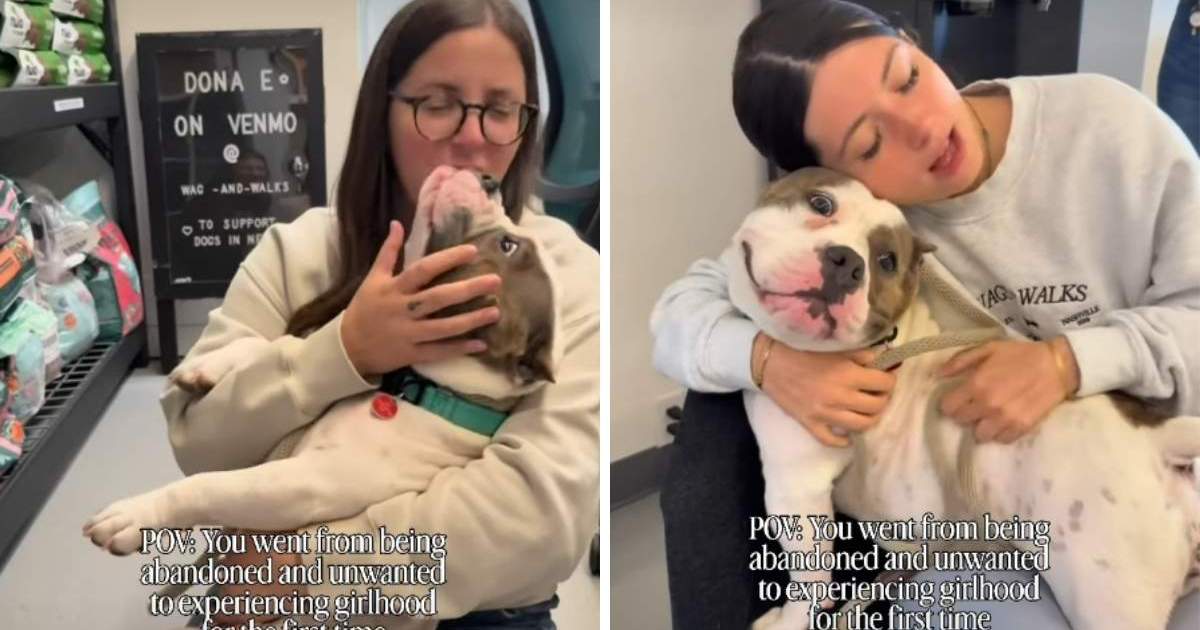Rescue Dog Goes From Being Abandoned To Experiencing Girlhood for First Time
