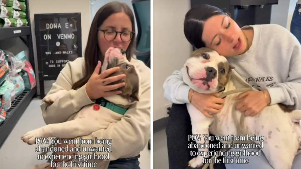 Rescue Dog Goes From Being Abandoned To Experiencing Girlhood for First Time