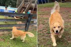 Golden Retriever Reunites With Sister for First Time Since They Were Babies