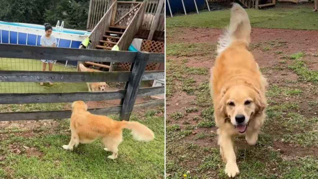 Golden Retriever Reunites With Sister for First Time Since They Were Babies