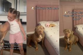 Bully Copes With His Sisters' Absence by Smelling Them in Home