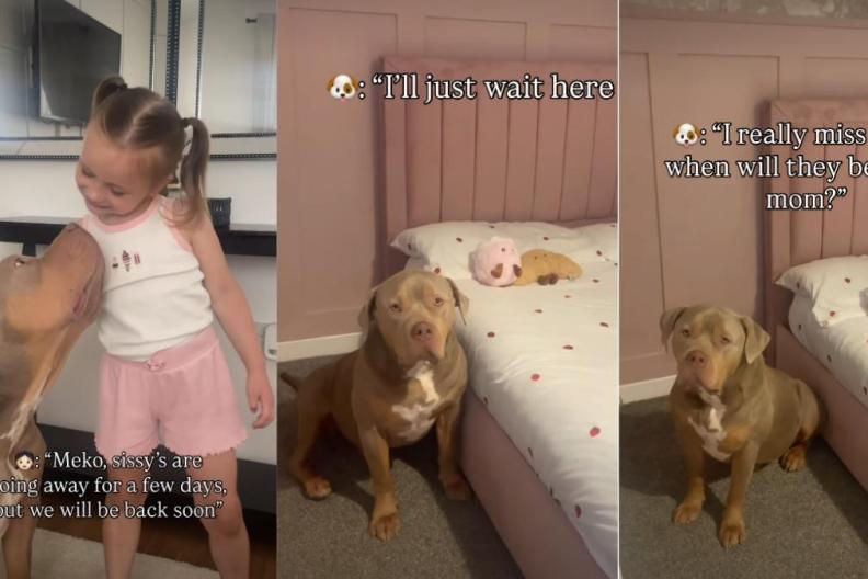 Bully Copes With His Sisters' Absence by Smelling Them in Home