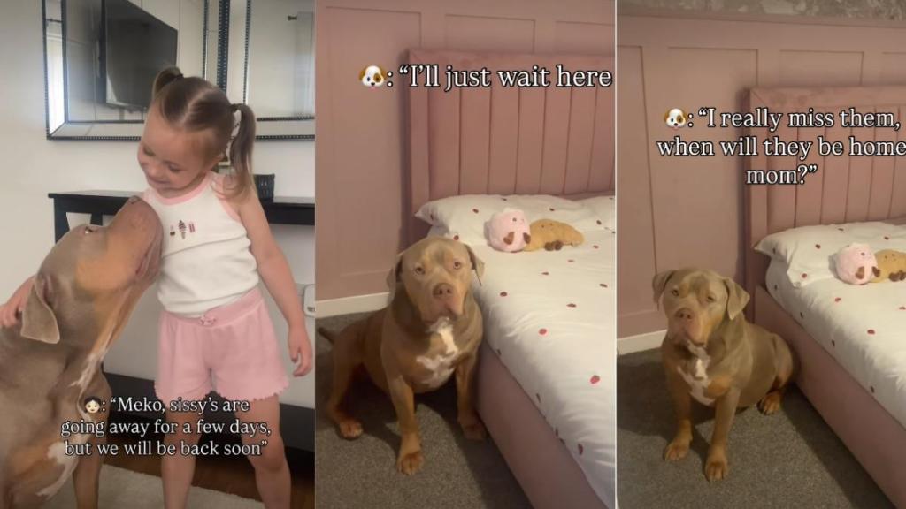 Bully Copes With His Sisters' Absence by Smelling Them in Home