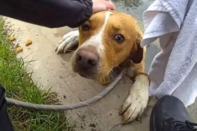 Lost Dog Trapped in Deep Pond Successfully Rescued by Police
