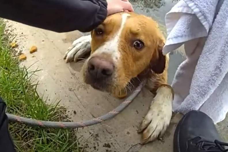 Lost Dog Trapped in Deep Pond Successfully Rescued by Police