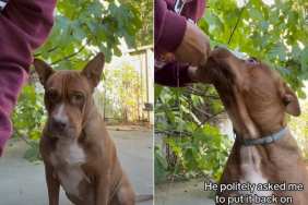 Owner Helps Pit Bull 'Emotionally Regulate' After Sister Breaks His Necklace