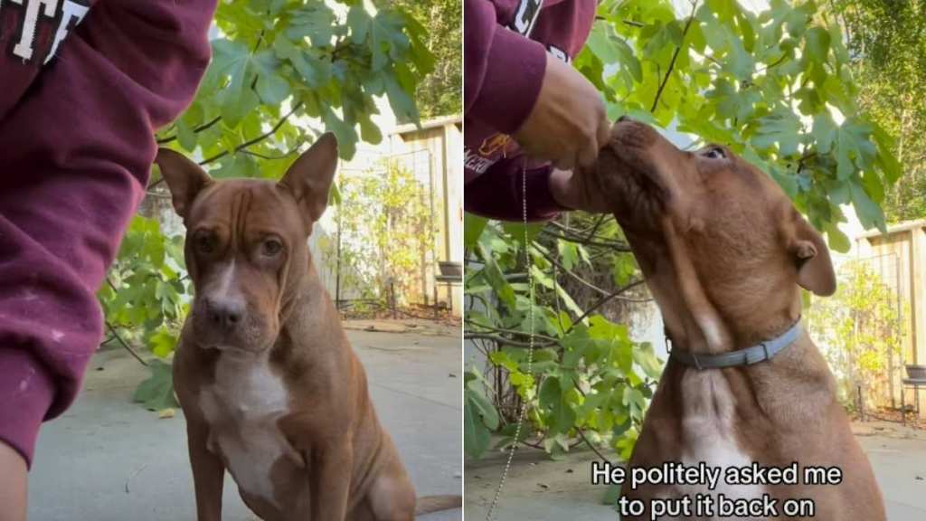 Owner Helps Pit Bull 'Emotionally Regulate' After Sister Breaks His Necklace