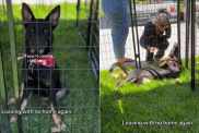 Rescue Puppy Looks Defeated, Knowing She’s Leaving Adoption Event With No Home Again
