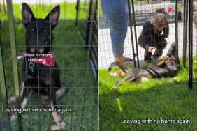 Rescue Puppy Looks Defeated, Knowing She’s Leaving Adoption Event With No Home Again