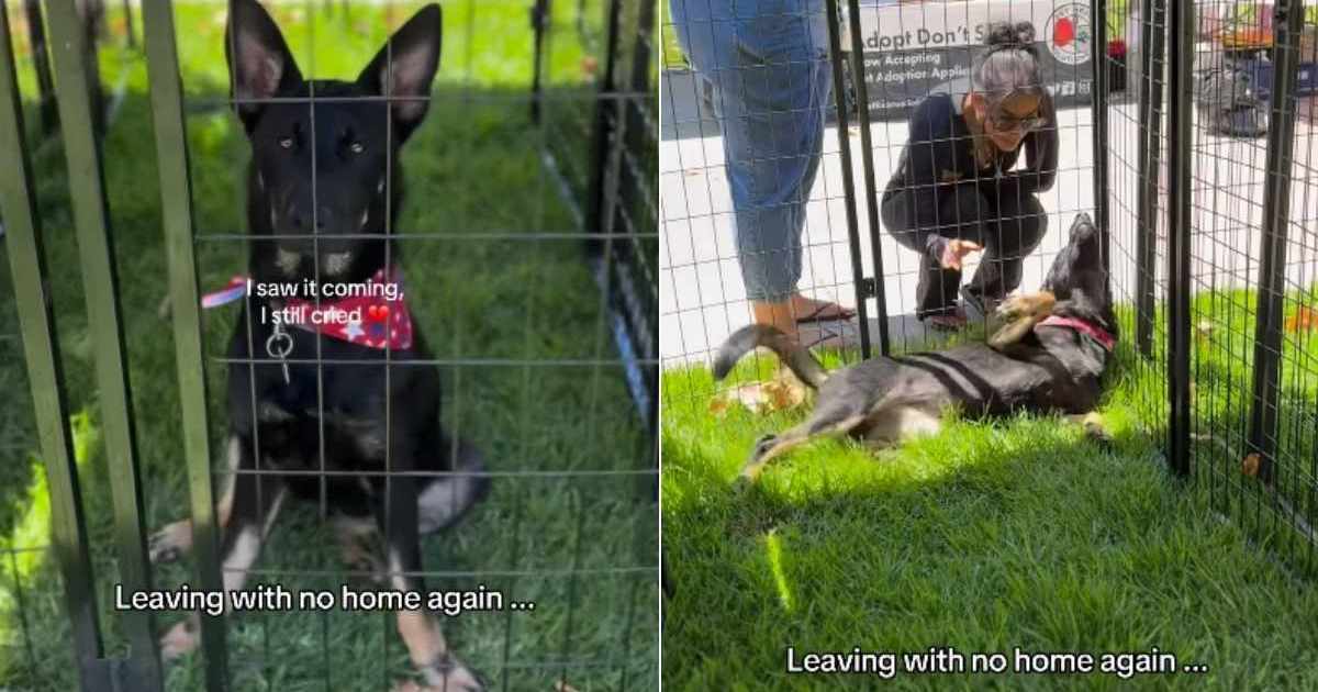 Rescue Puppy Looks Defeated, Knowing She’s Leaving Adoption Event With No Home Again