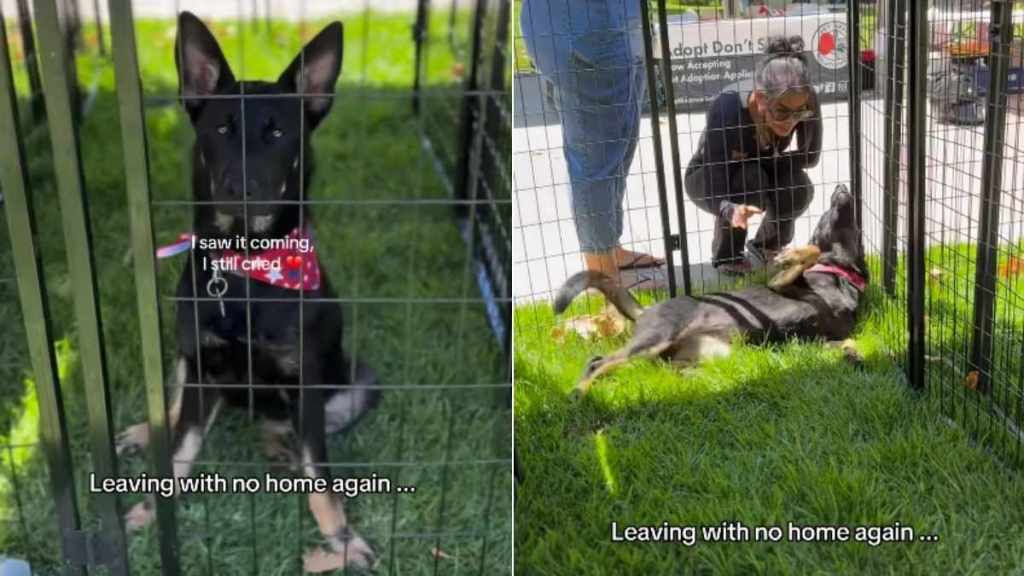 Rescue Puppy Looks Defeated, Knowing She’s Leaving Adoption Event With No Home Again
