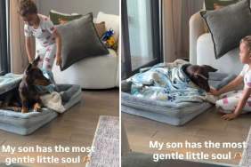 Big Dog Brings Out Gentle Side of Little Boy, Who Tucks Him Into Bed With a Kiss