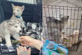 Rescue Dogs Locked in a Duffel Bag Don’t Live the Same Life Anymore