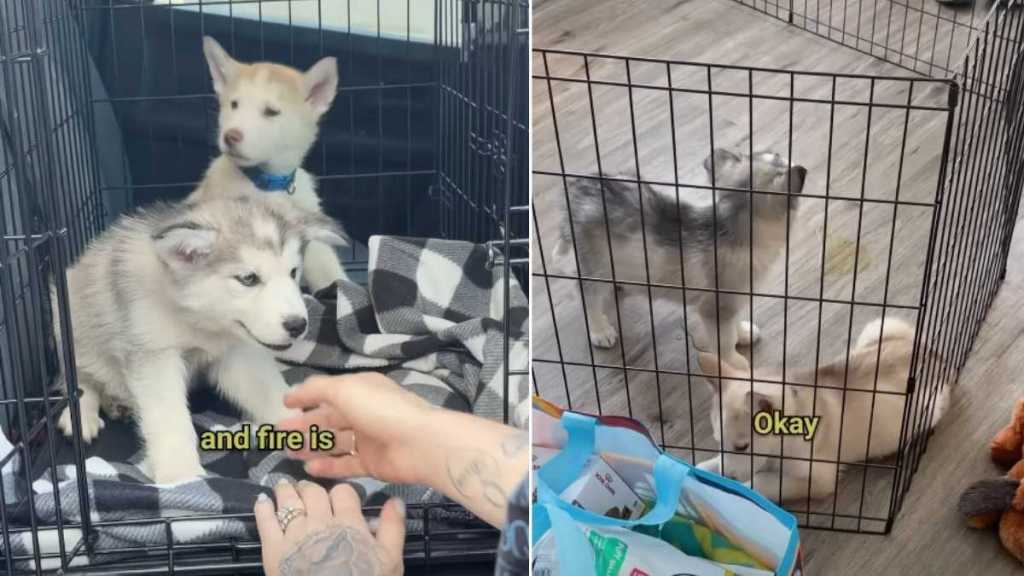 Rescue Dogs Locked in a Duffel Bag Don’t Live the Same Life Anymore