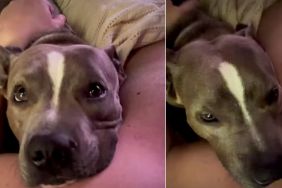 Rescue Mama Pup Wins Over Owner With Cute Habit After Adoption