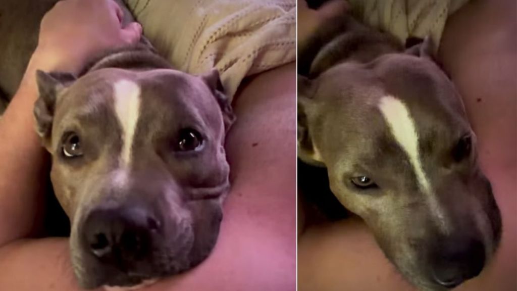 Rescue Mama Pup Wins Over Owner With Cute Habit After Adoption