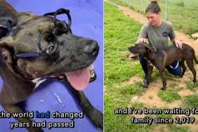 Shelter Dog Spent More Than 7 Years Waiting for Someone to Finally See Him