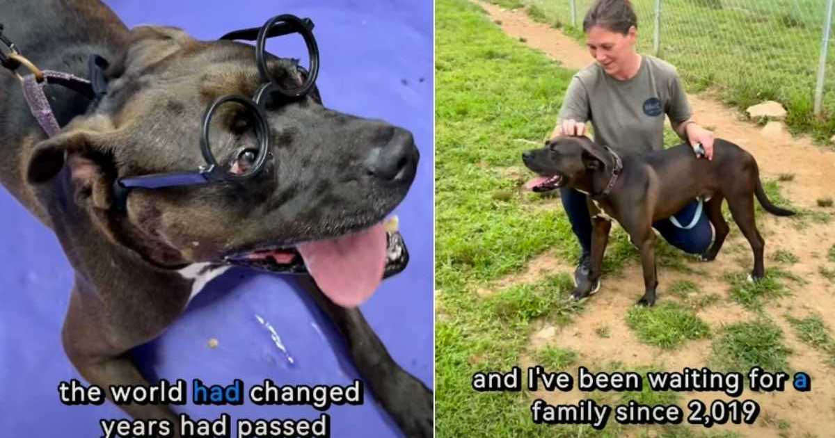 The dog who never got a single application