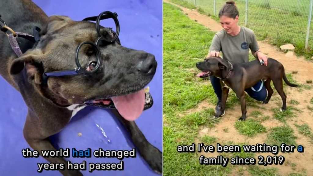 Shelter Dog Spent More Than 7 Years Waiting for Someone to Finally See Him