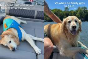Golden Retriever’s Boat Tantrums Won’t Stop for a Reason