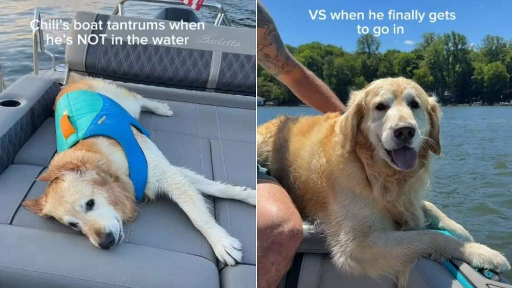 Golden Retriever’s Boat Tantrums Won’t Stop for a Reason