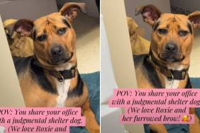 Shelter Dog's 'Furrowed Brow' Makes up Her Judgmental Look