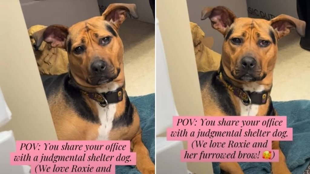Shelter Dog's 'Furrowed Brow' Makes up Her Judgmental Look
