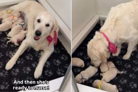 Mama Golden Retriever Rushes To Check on Her Little Babies, Then Starts Nursing Them