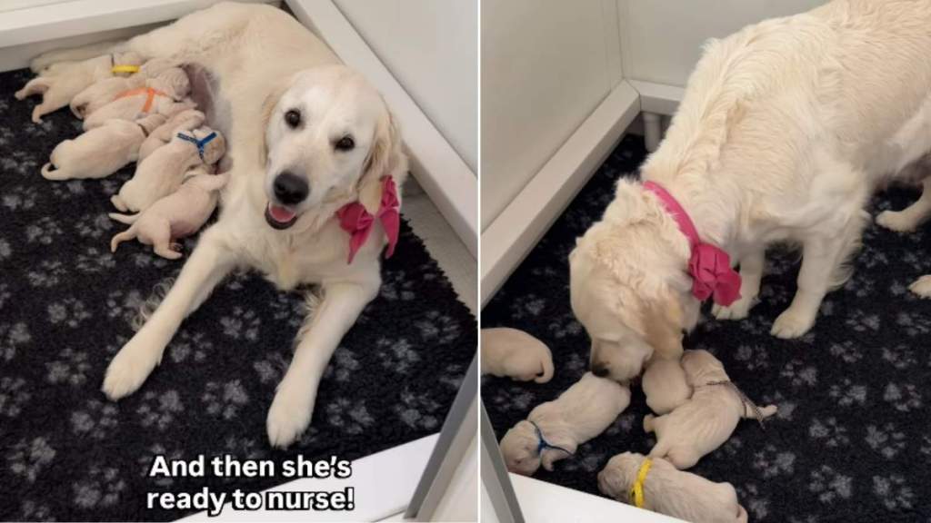 Mama Golden Retriever Rushes To Check on Her Little Babies, Then Starts Nursing Them