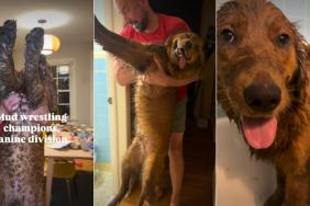 These Dogs Went Mud Wrestling & Came Back Completely Unrecognizable