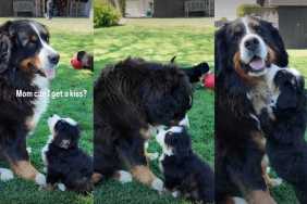 Bernese Mountain Dog Puppy Asking Mom for a Kiss Is Priceless