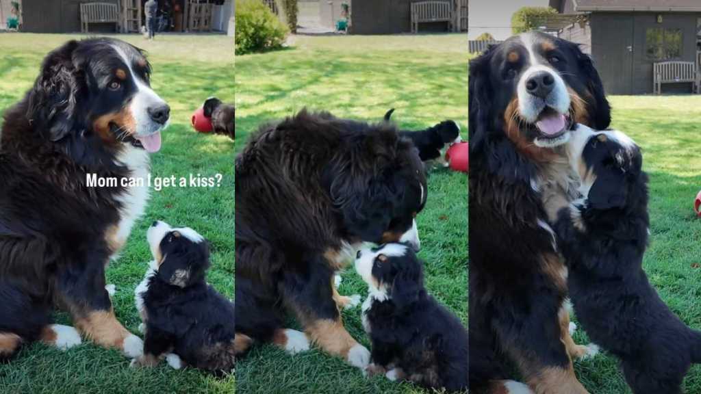 Bernese Mountain Dog Puppy Asking Mom for a Kiss Is Priceless