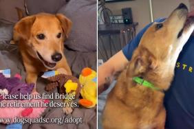 Senior Foster Dog Isn’t Asking for Much but Just a Toy & a Forever Home