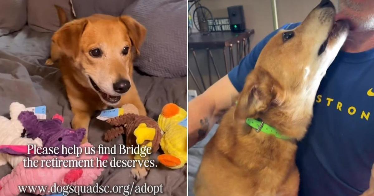 Senior Foster Dog Isn’t Asking for Much but Just a Toy & a Forever Home