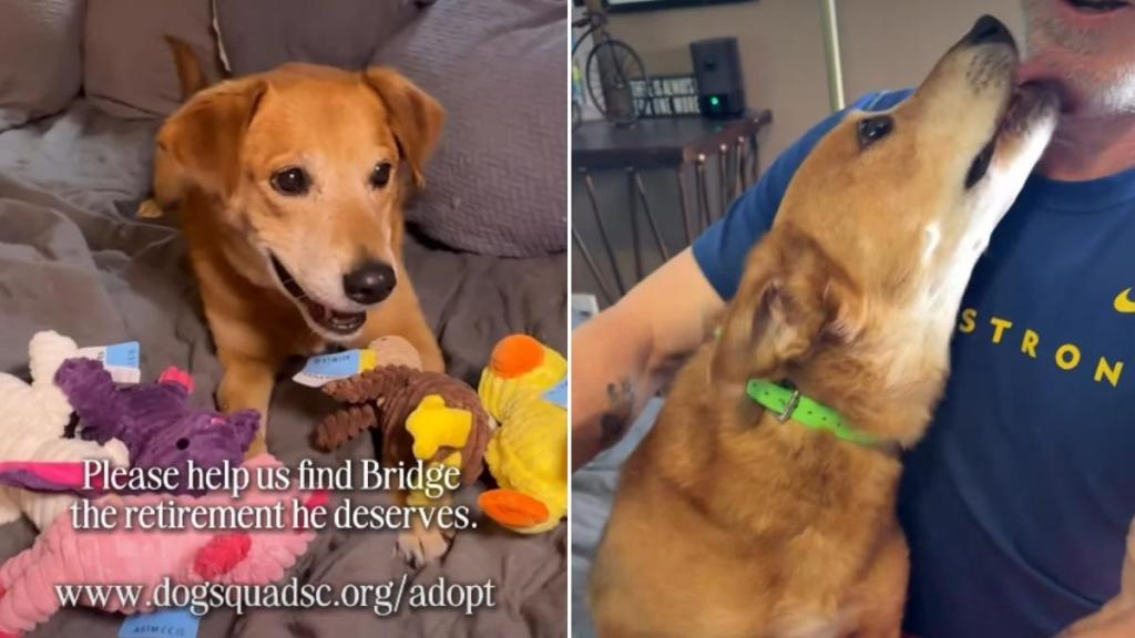 Senior Foster Dog Isn’t Asking for Much but Just a Toy & a Forever Home