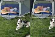 Deaf Rescue Puppy Is So Protective of ‘Her Baby’ That She Never Leaves His Side