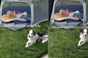 Deaf Rescue Puppy Is So Protective of ‘Her Baby’ That She Never Leaves His Side
