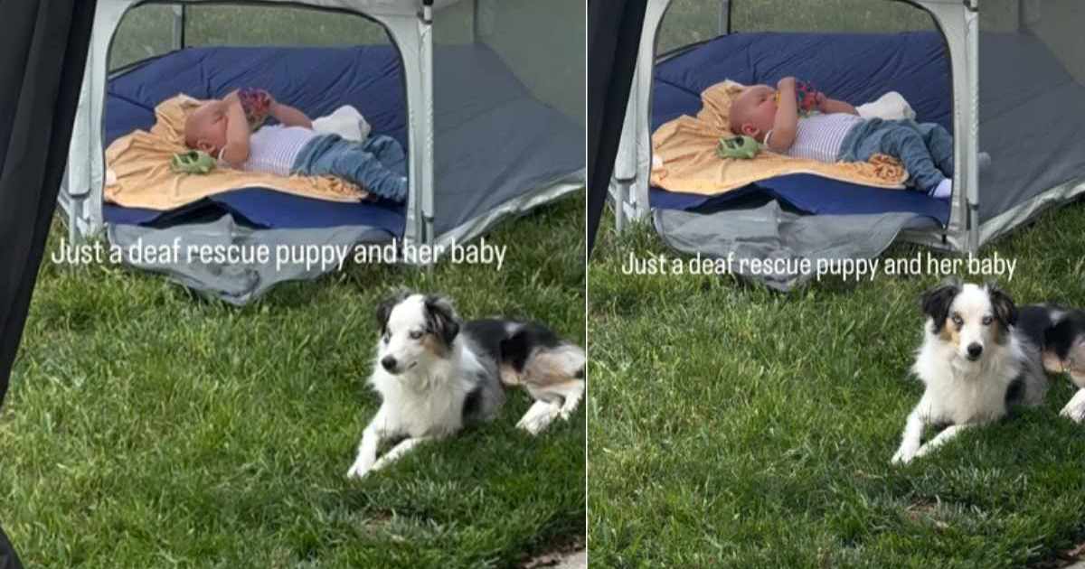 Deaf Rescue Puppy Is So Protective of ‘Her Baby’ That She Never Leaves His Side