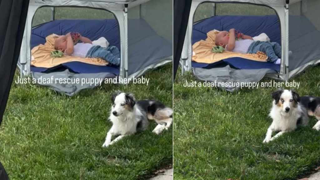 Deaf Rescue Puppy Is So Protective of ‘Her Baby’ That She Never Leaves His Side
