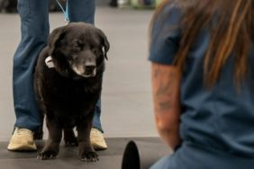 Senior Dog With Dementia Makes a Valuable Contribution to Science of Aging