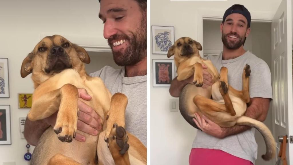 Rescue Dog Sees Lizard, Makes One Bad Decision & Ends up in Air Jail