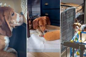 Beagles Rescued From Farm Discover Freedom for the First Time