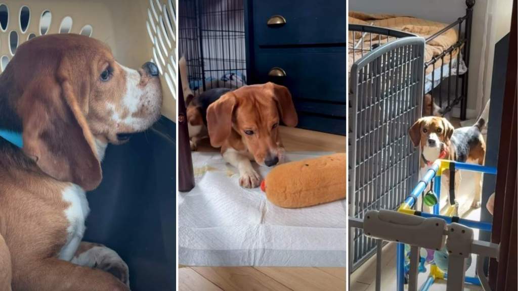 Beagles Rescued From Farm Discover Freedom for the First Time