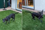 In a sweet dog adoption video, a rescue pup is described as 'soulmate material' and is looking for a forever home or a new foster family.