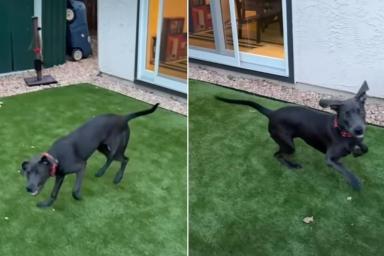 In a sweet dog adoption video, a rescue pup is described as 'soulmate material' and is looking for a forever home or a new foster family.