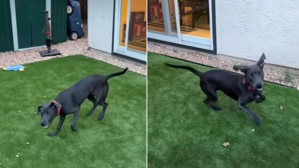 In a sweet dog adoption video, a rescue pup is described as 'soulmate material' and is looking for a forever home or a new foster family.